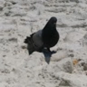 Meet your Posher, Timothy